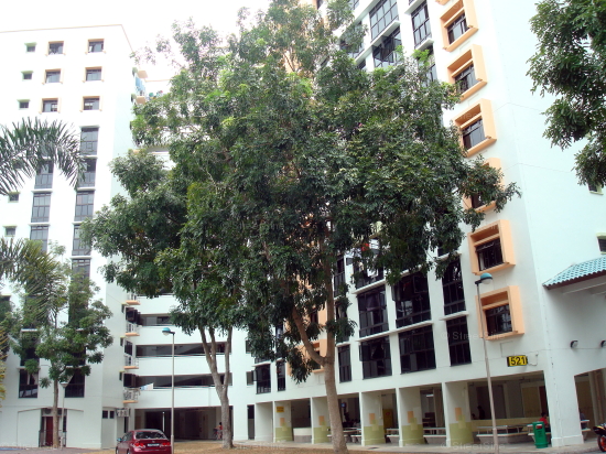 Blk 521 Fragrant Woods (Woodlands), HDB Executive #364642